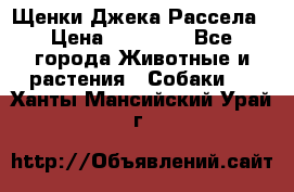 Щенки Джека Рассела › Цена ­ 10 000 - Все города Животные и растения » Собаки   . Ханты-Мансийский,Урай г.